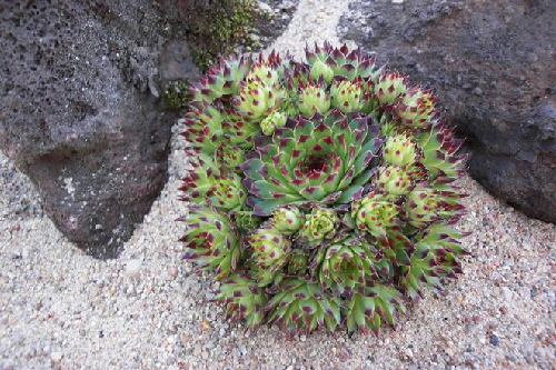 sempervivum calcareum